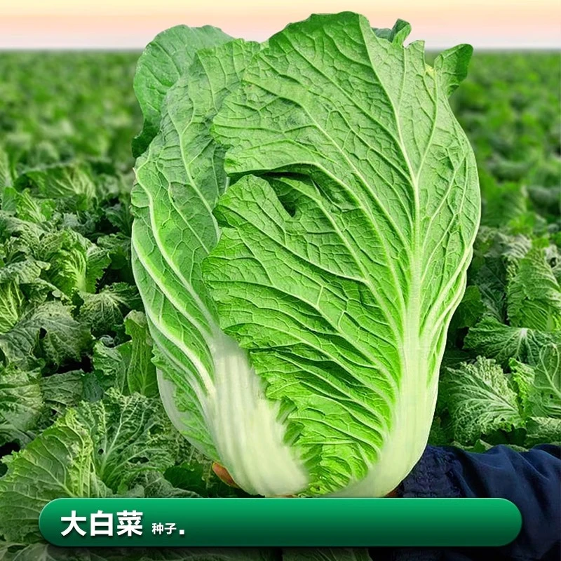 四季农家黄心有机大白菜种子 子莱籽秋季冬季四季蔬菜种籽孑大全