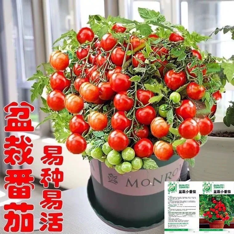矮生盆栽番茄种子室内四季阳台种植西红柿樱桃圣女果苗水果小番茄