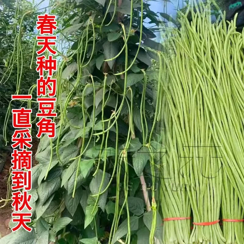 长豇豆角种子肉厚菜豆豇豆青豆角白家庭四季种籽春夏秋季蔬菜种苗