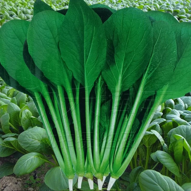 小菘菜松菜种子春夏季油菜小白菜种籽青菜籽阳台盆栽四季蔬菜种孑