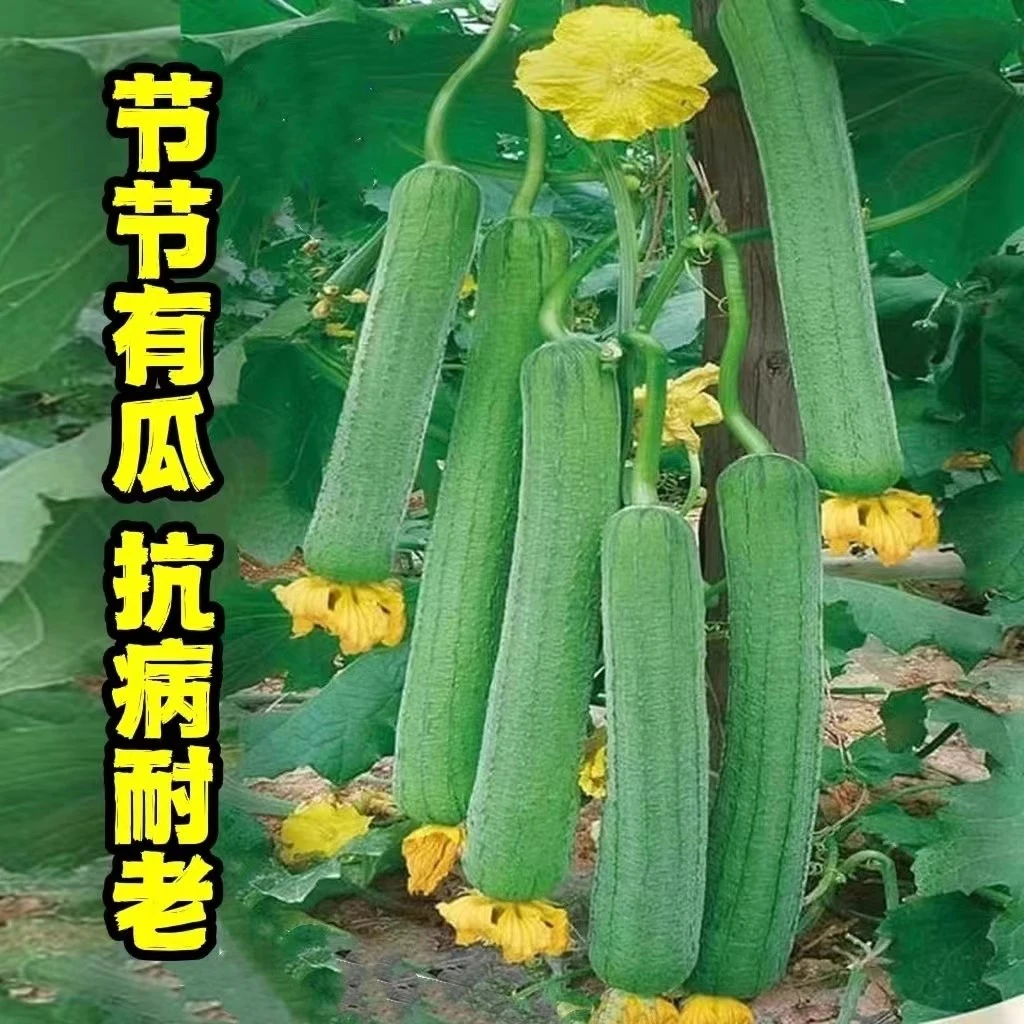 特大肉丝瓜种子高产春夏秋季长丝瓜籽农家庭院爬藤种子蔬菜菜种