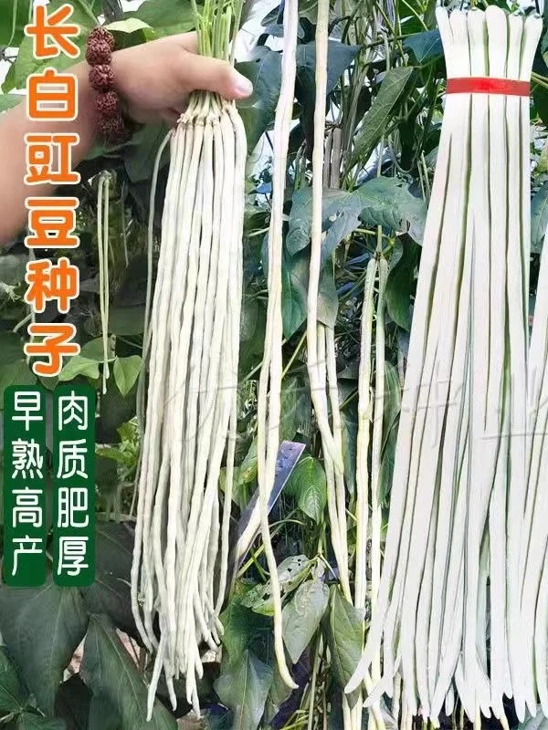 白豇豆种籽白条长豆角种子早熟高产豇豆春秋四季豆蔬菜种孑苗秧