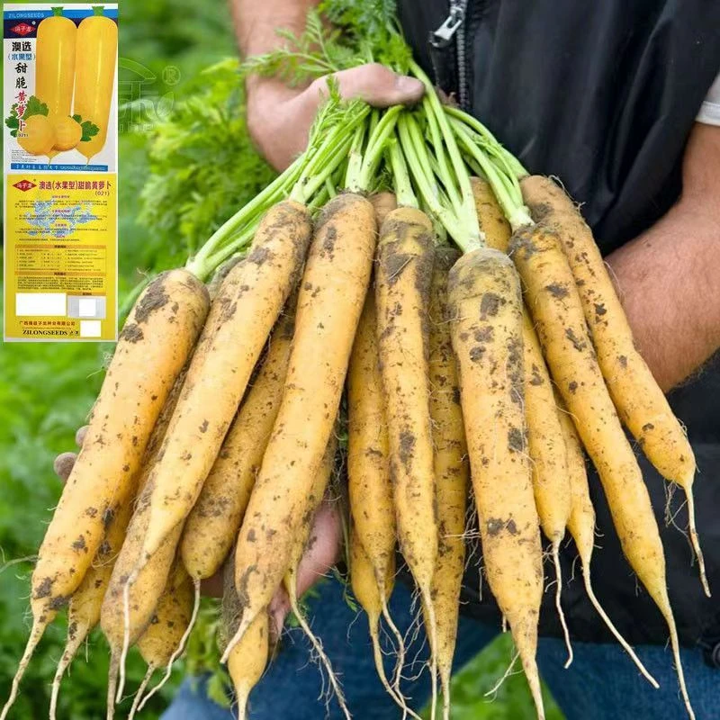 黄胡萝卜种子农家高产夏秋四季水果萝卜种籽非转基因蔬菜种孑大全
