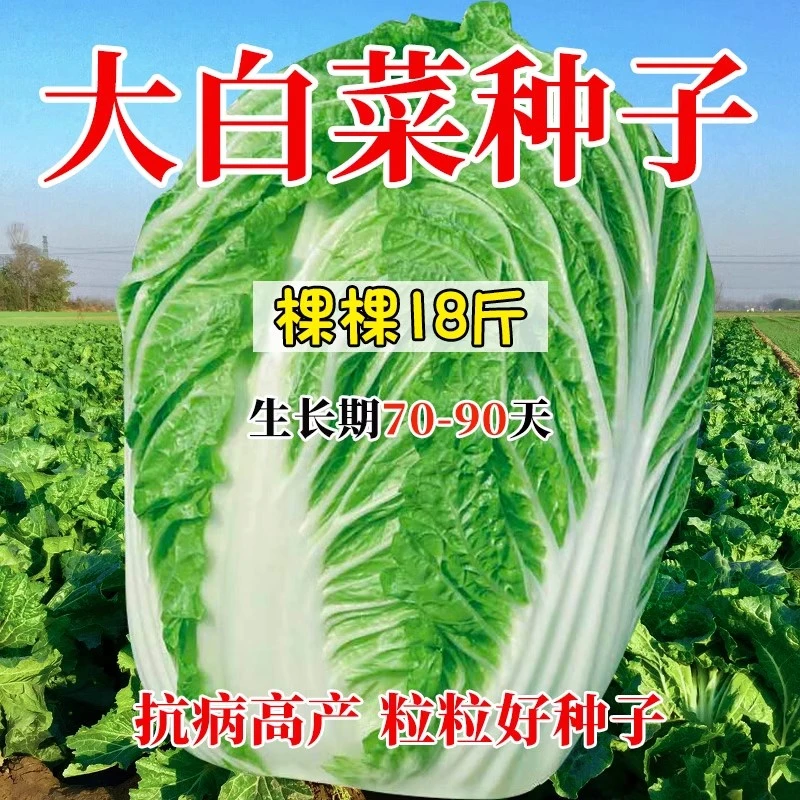 颗颗18斤大白菜种子种籽孑蔬菜黄心夏季耐热过年籽种四季高大全秋