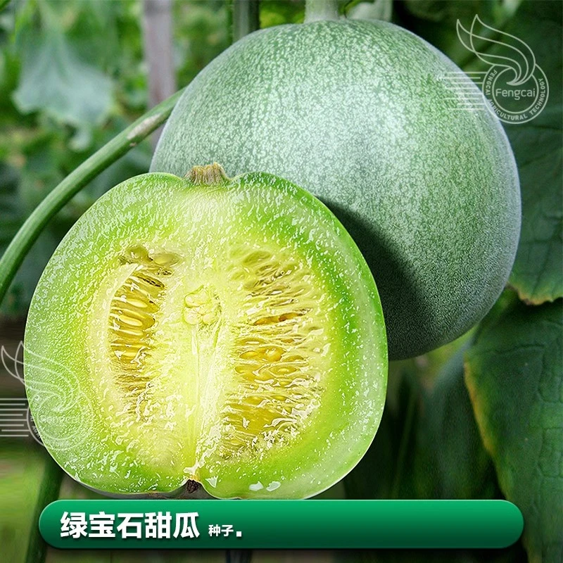 超甜绿宝石甜瓜种籽苗香瓜种子大全适合阳台种植的水果蔬菜种孑