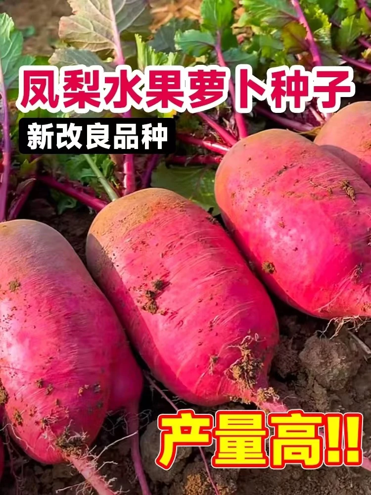 凤梨水果萝卜种籽大全红皮红心萝卜种子紫美人四季播阳台盆栽种孑