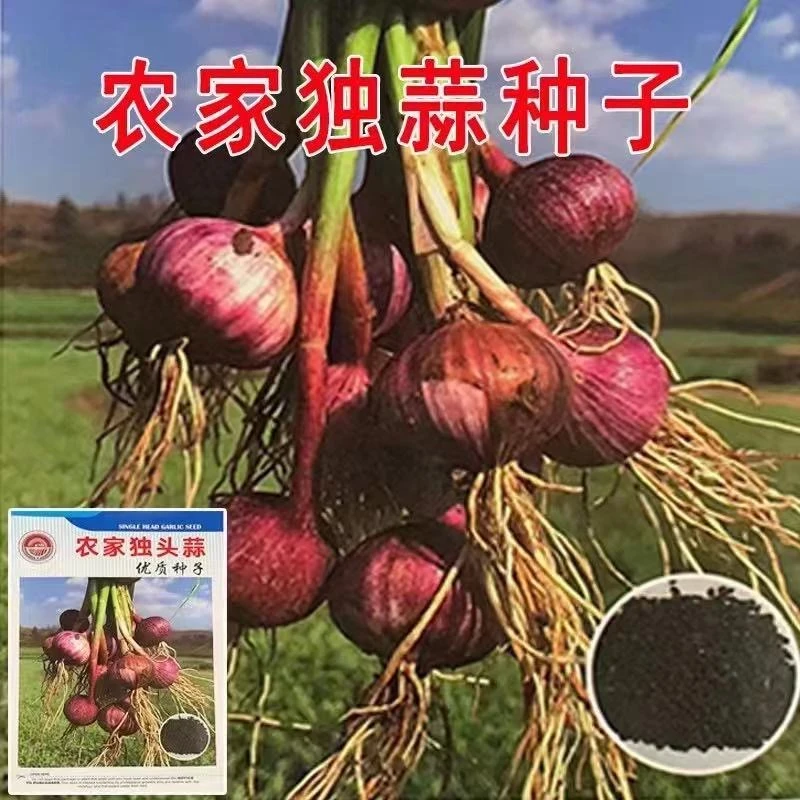 云南独头大蒜特大蒜头四季可种特大独头紫皮大蒜四季可种种耔特大