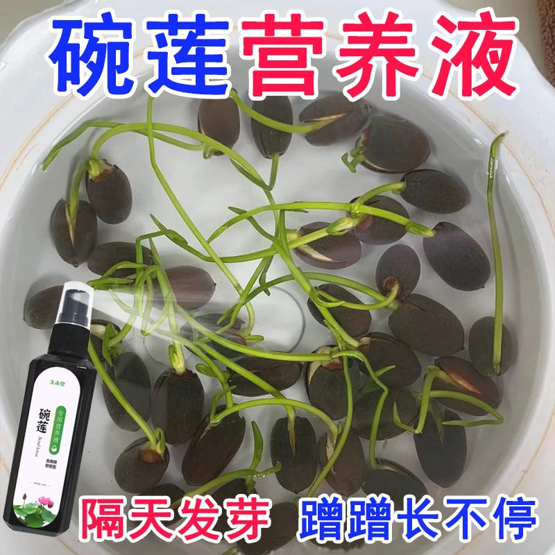 【免稀释】碗莲专用营养液水培土培睡莲通用肥料预防不开花生长缓