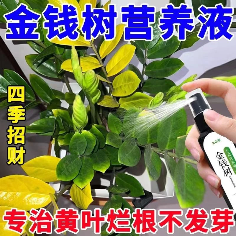 金钱树营养液增效土培催芽防黄叶烂根液体肥免稀释专用肥植物花卉