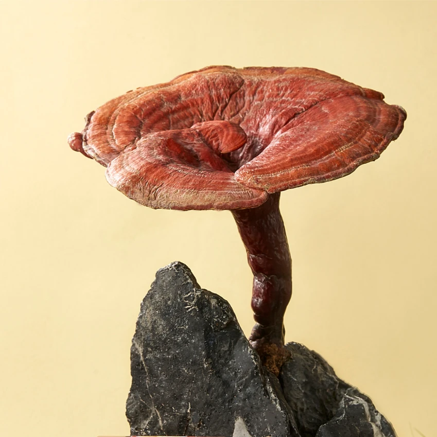 滇缅精选深山竹林长脚灵芝菌菇食用农产品金边芝甄选优质干货50g