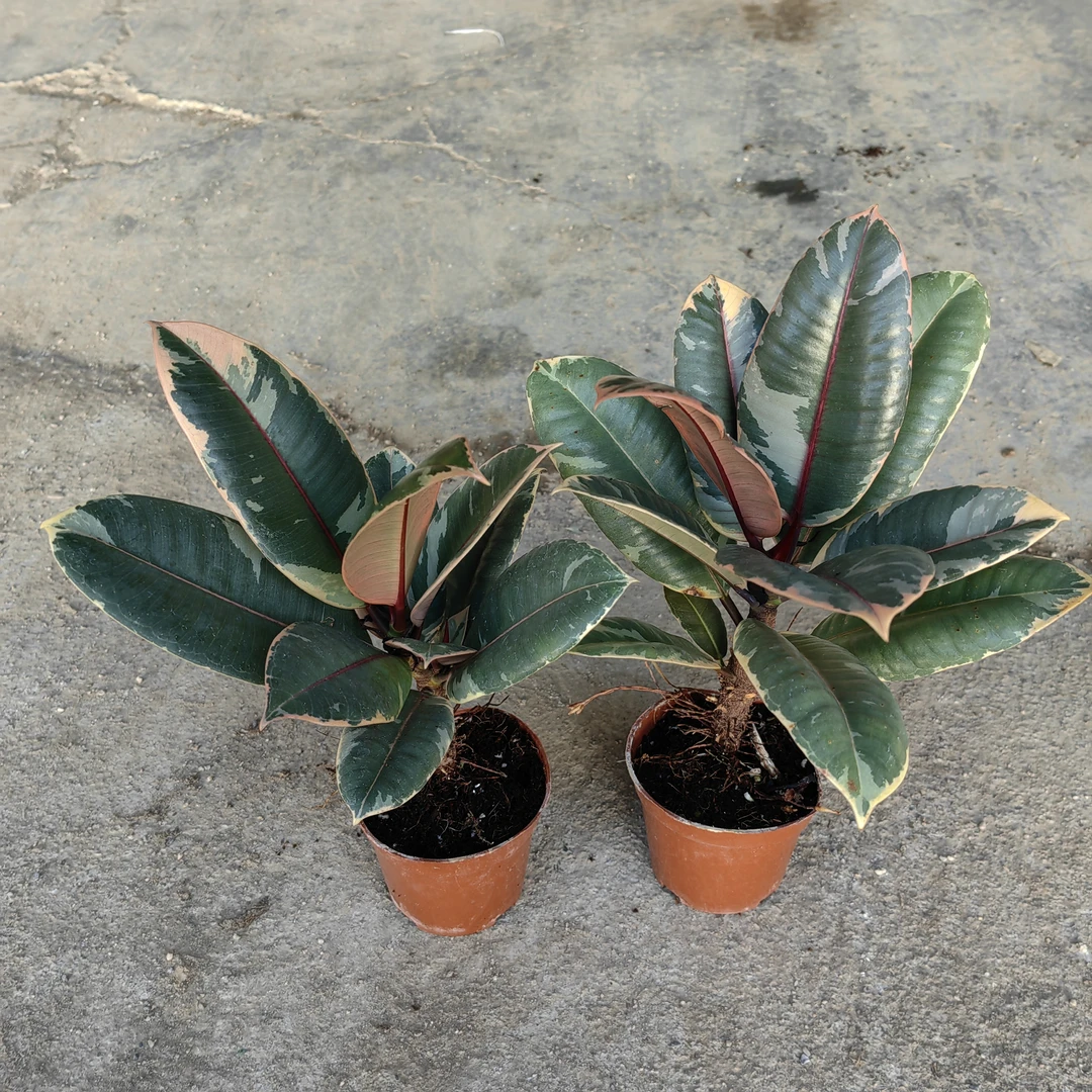 【拍一发三】红关公花金刚花叶橡皮树室内盆栽吸甲醛绿植