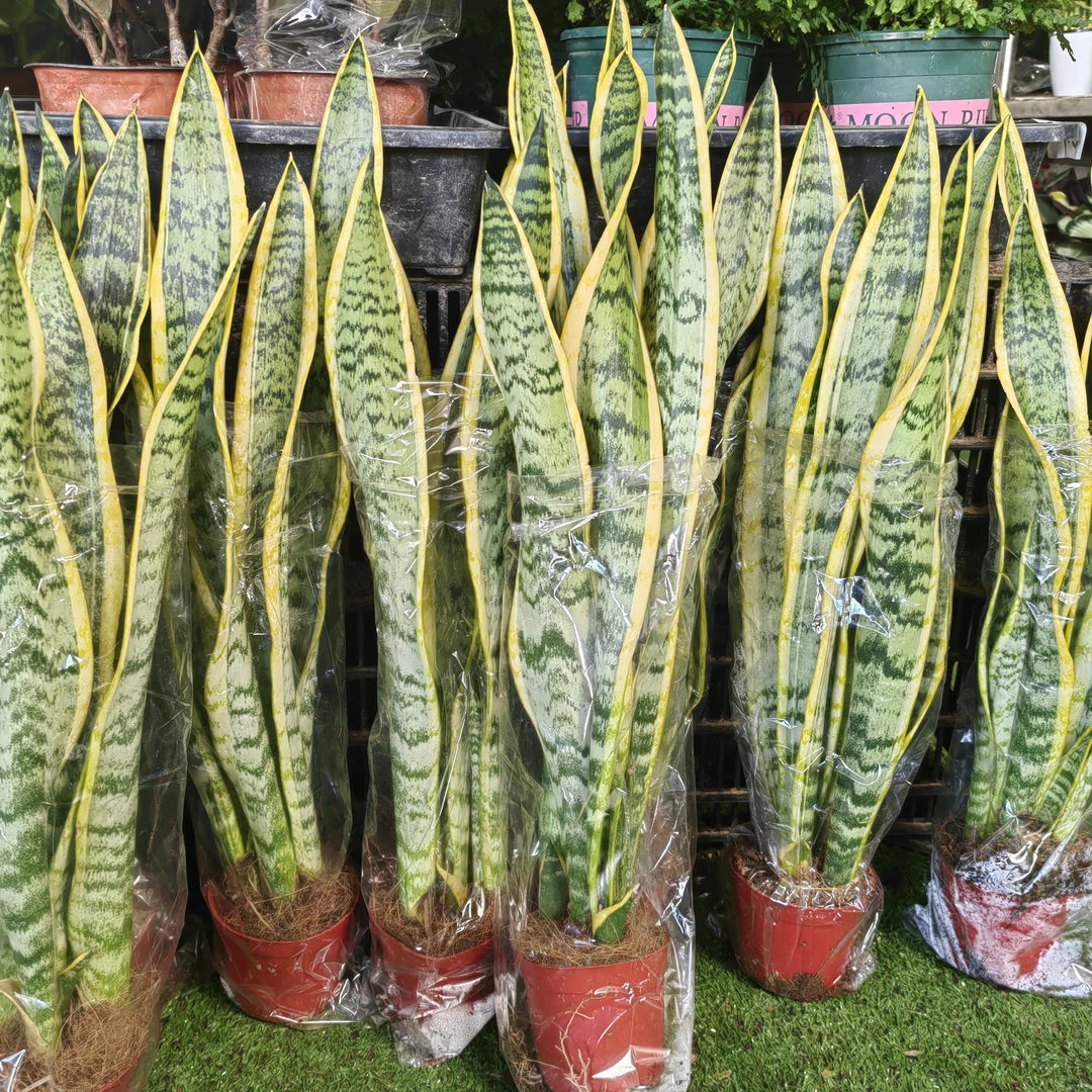 长金边虎皮兰盆栽客厅卧室除甲醛好养观叶绿植