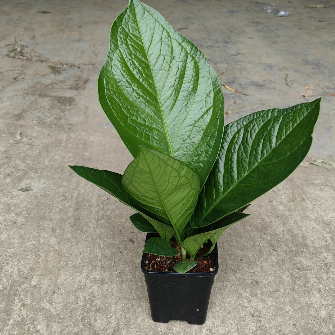 聚宝盆盆栽招财室内绿植办公室