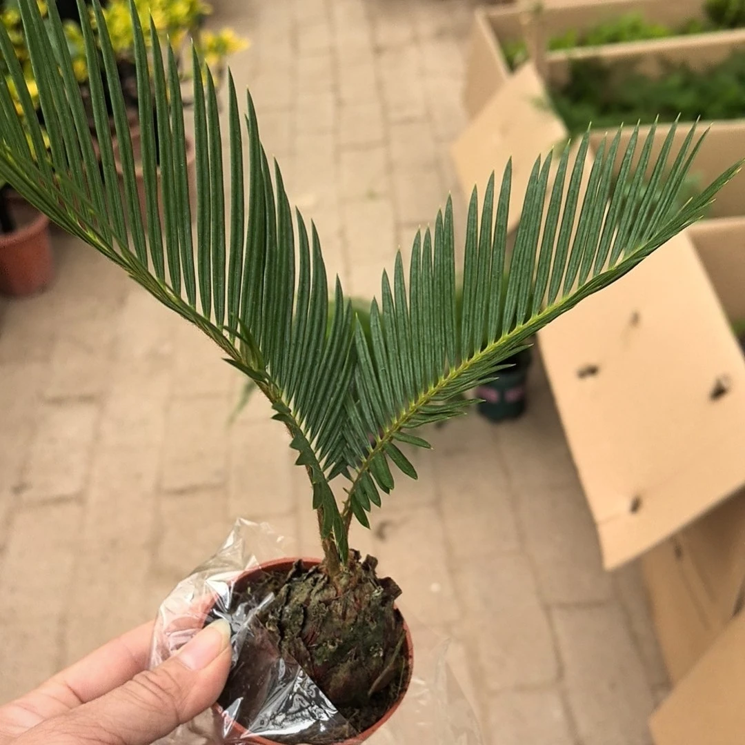 铁树室内桌面盆栽净化空气好养活