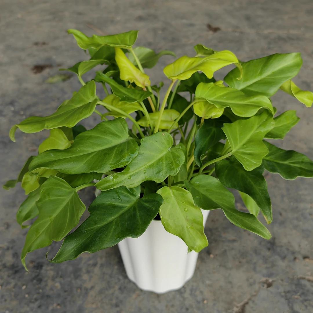 黄金小天使 驱蚊室内盆栽净化空气除甲醛