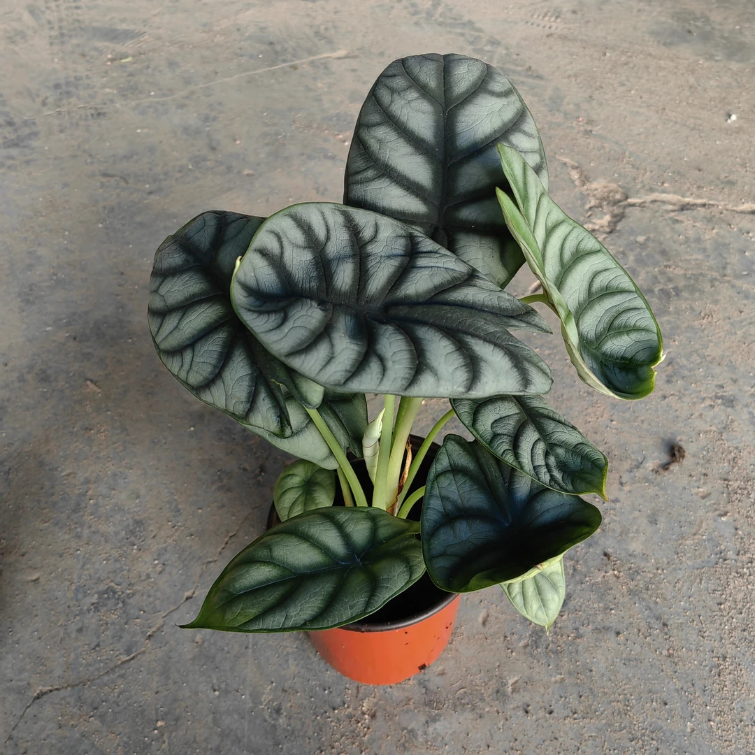 白犀牛海芋稀有高颜值观叶植物