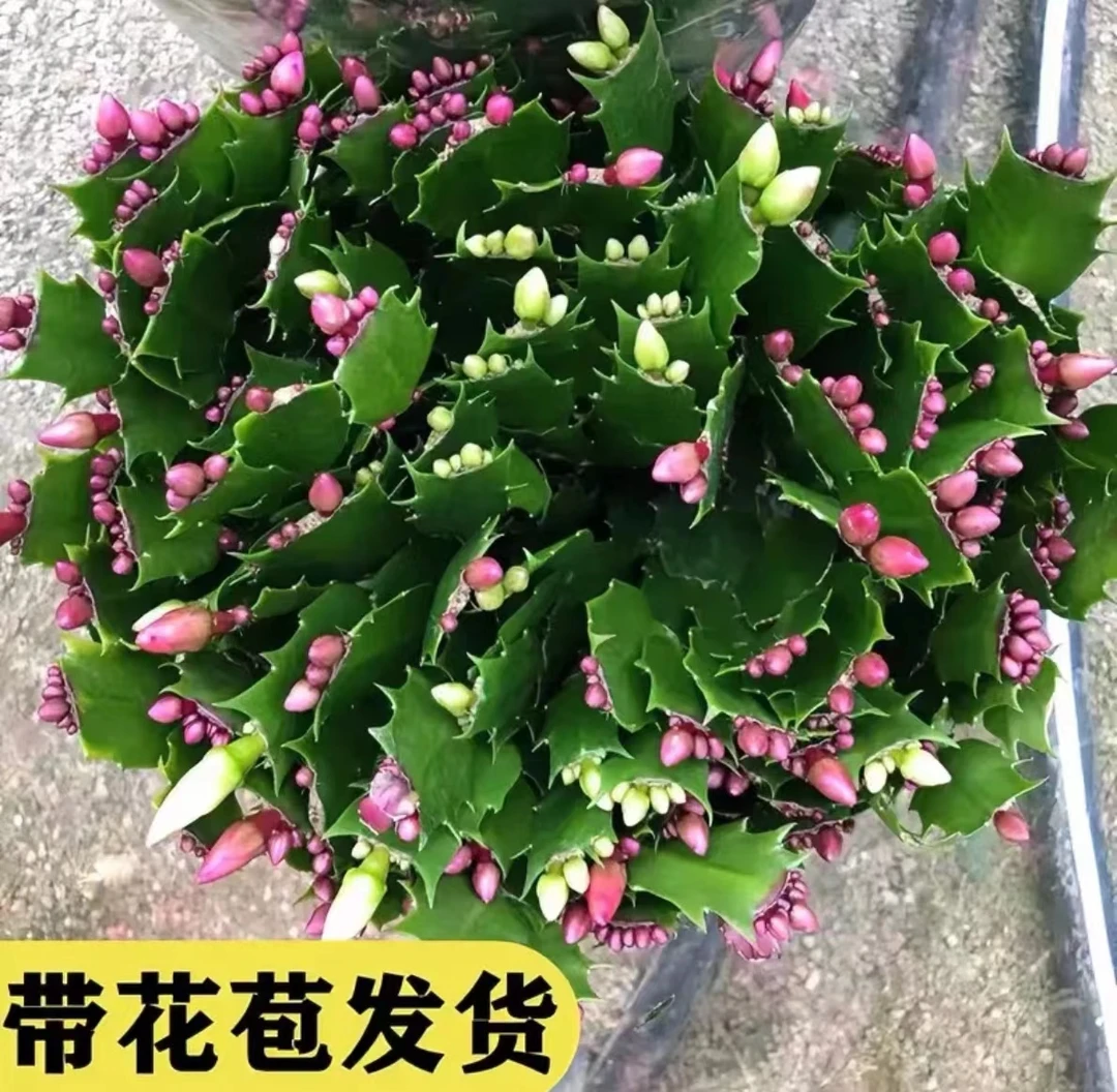 蟹爪兰盆栽带花苞四季开花不断好养易活室内观花花卉绿植耐冻