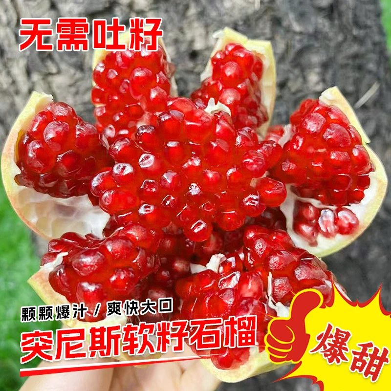 正宗四川会理突尼斯软籽石榴【5斤】单果300g起 5-8个 坏果包赔