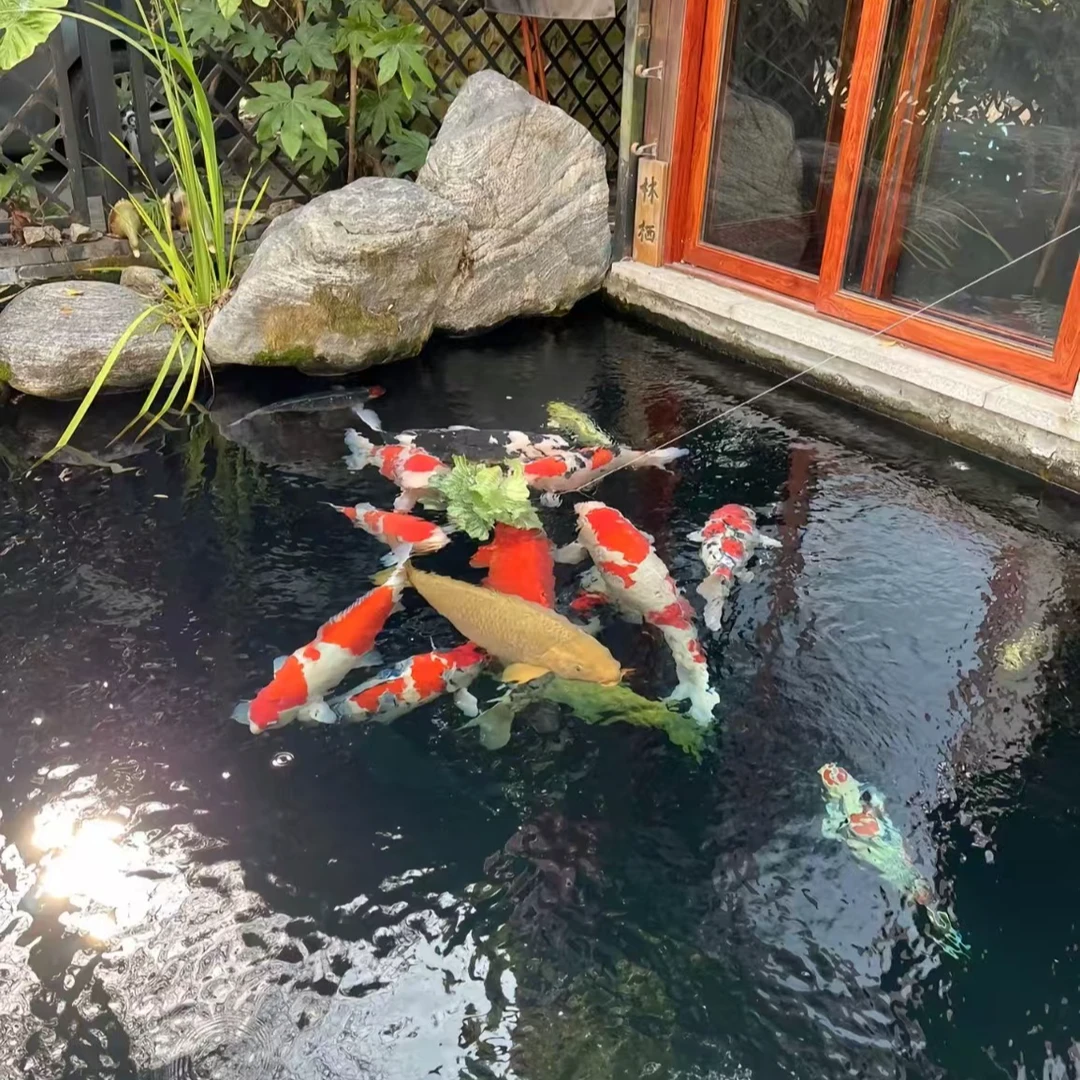 自家原塘直发观赏鱼·月下