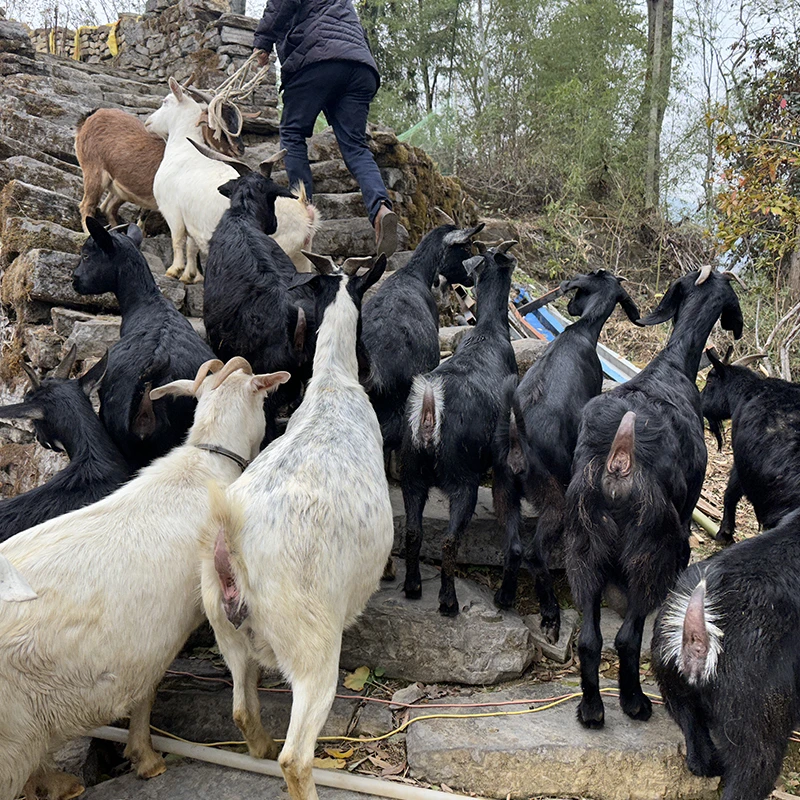湖南苗乡小耳朵黑山羊4斤