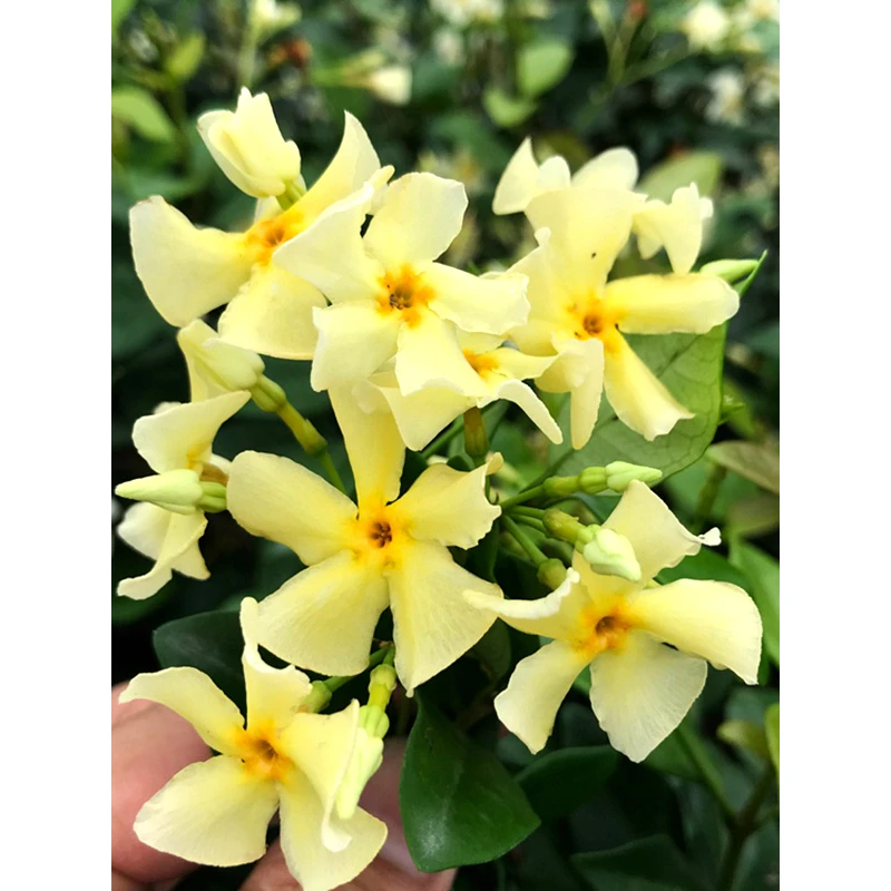 风车茉莉香爬藤植物耐寒银丝茉莉盆栽络石藤花苗室内阳台四季常青
