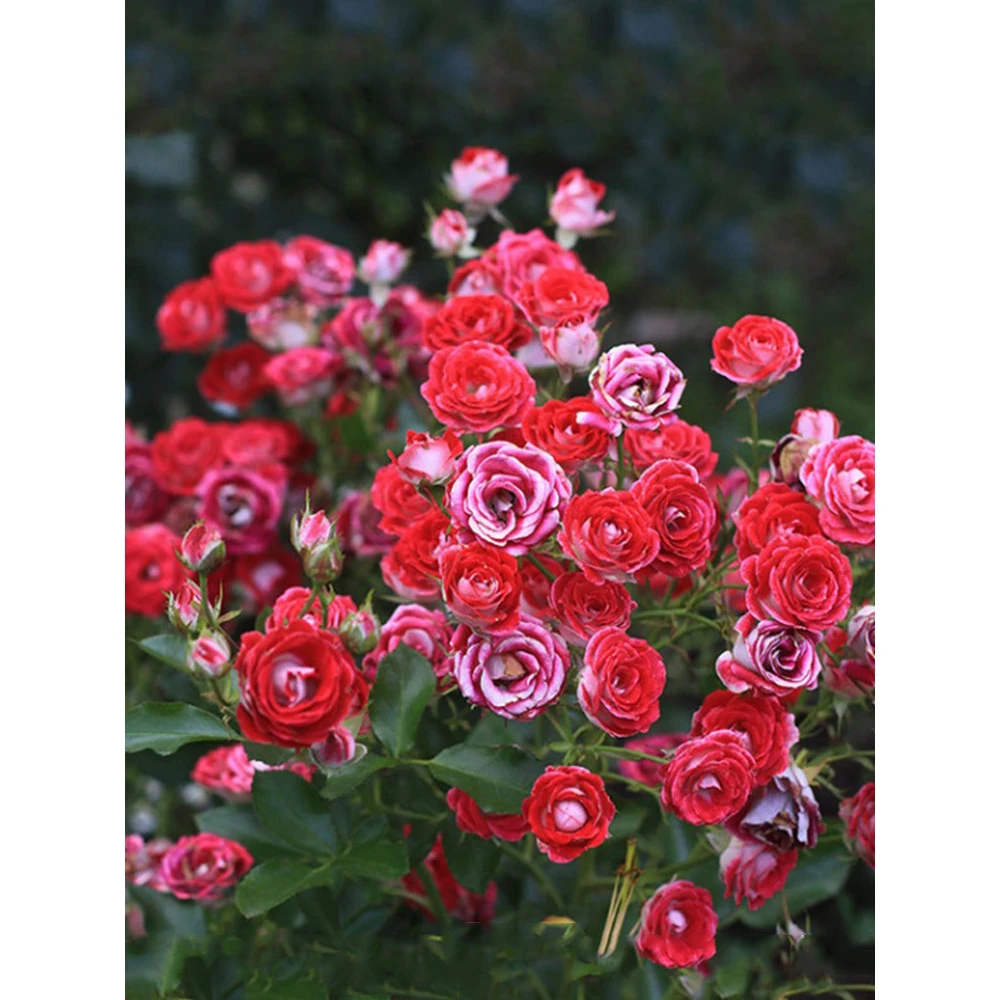 丰花月季苗红宝石冰四季开玫瑰阳台庭院花卉绿植物花卉