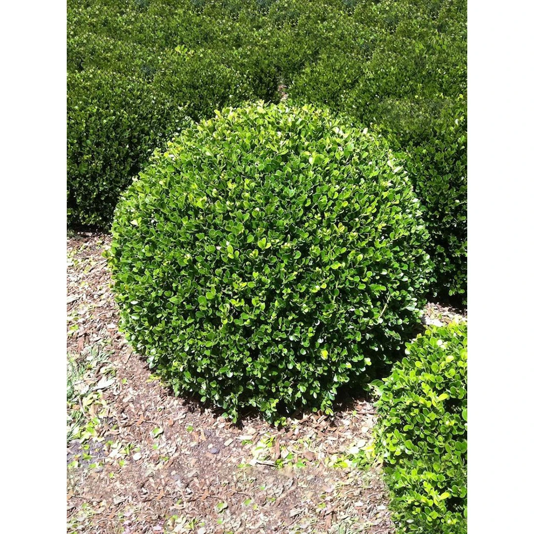 小叶黄杨球瓜子黄杨树球别墅庭院花坛四季常青耐寒绿化植物篱笆苗