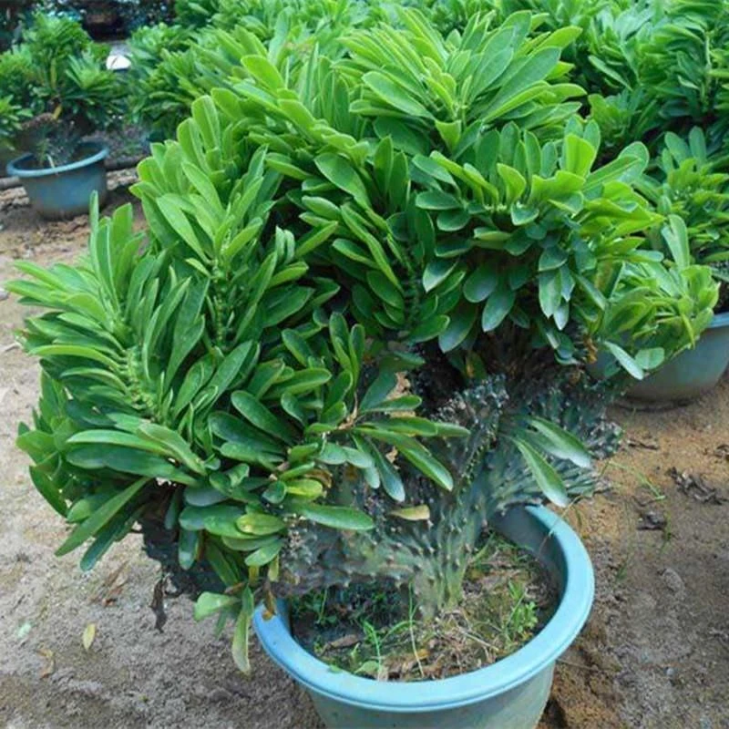 玉麒麟小苗盆栽麒麟掌霸王鞭扇贝麒麟金麒麟多肉植物仙人植物