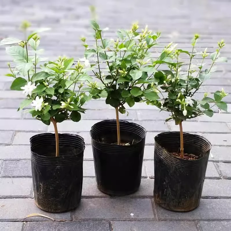 单瓣笔尖茉莉苗独杆茉莉花苗盆栽室内室外浓香植物好养易活带花苞