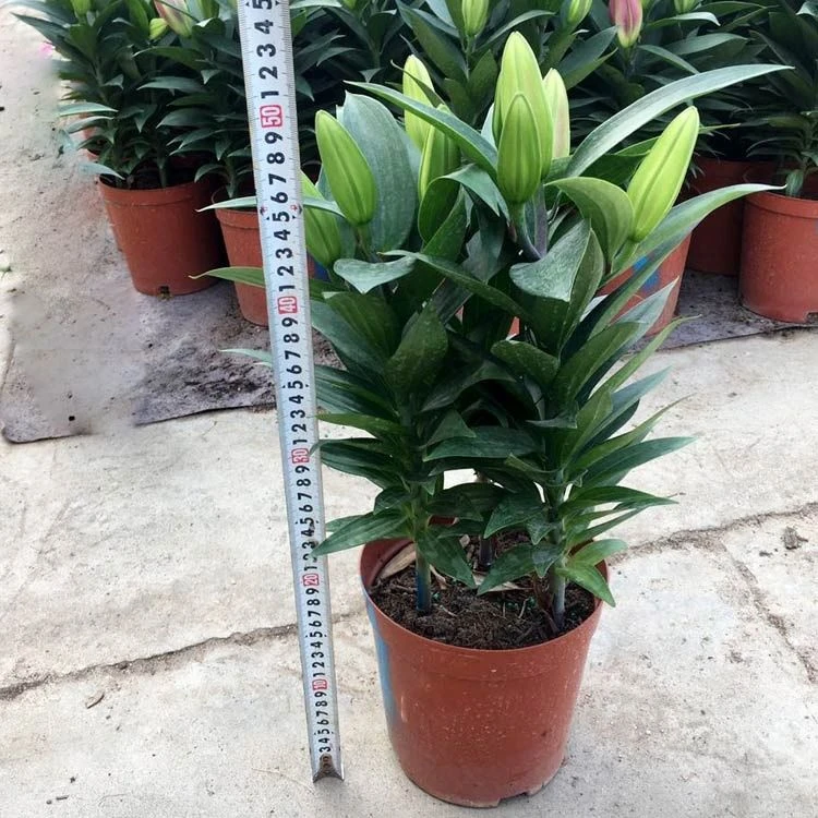 百合花盆栽植物带花苞年宵四季花卉浓香室内室外香水百合阳台观花