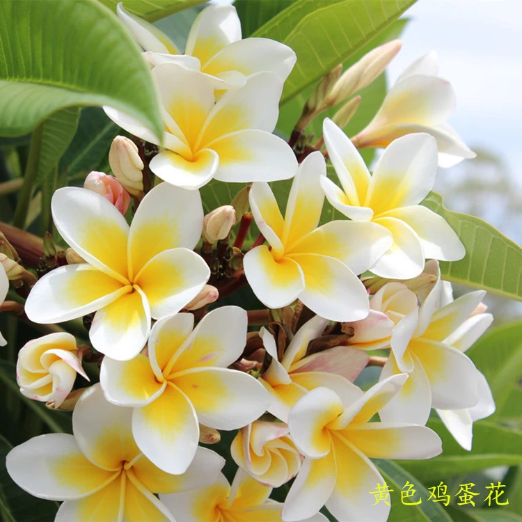 鸡蛋花盆栽树苗缅栀子花苗红色黄色当年观花庭院阳台浓香花卉植物