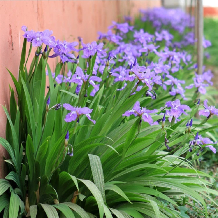 水生蓝花鸢尾花苗盆栽马兰花蝴蝶兰阳台花园绿植四季花卉地栽植物