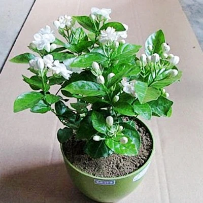 茉莉花盆栽当年观花白色国花茉莉花室内芳香花卉清新宜人茉莉花
