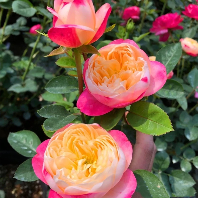 和室月季阳台盆栽观花植物庭院地栽花卉耐热耐寒勤花抗病渐变色