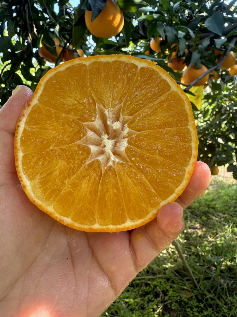 【新鲜果冻橙】 新鲜水果 皮薄多汁 顺丰快递发货