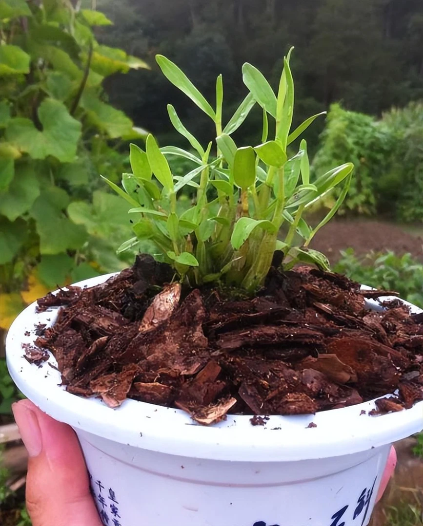 鑫腾土特产   食～角斗   非香菇