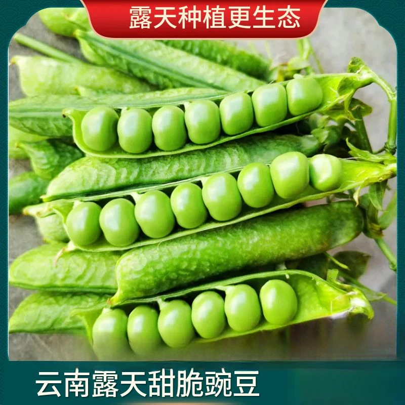 云南露天带壳甜脆豌豆水果豌豆时令现摘蔬菜豌豆当季产品