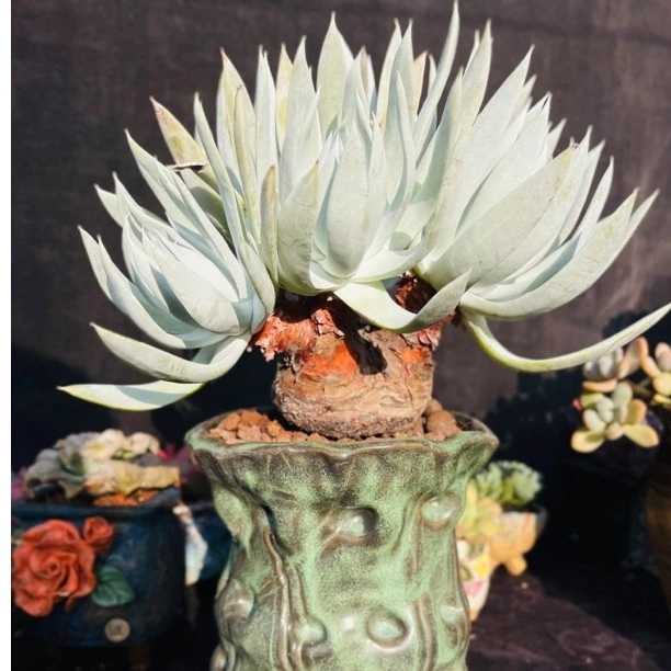 多肉植物 仙女杯 雪奴 雪山杂  偏远不包