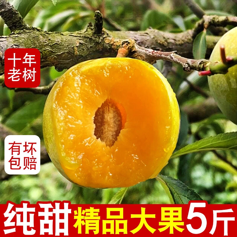 【顺丰冷链发货.】正宗贵州蜂糖李新鲜水果香脆甜精品产地直发
