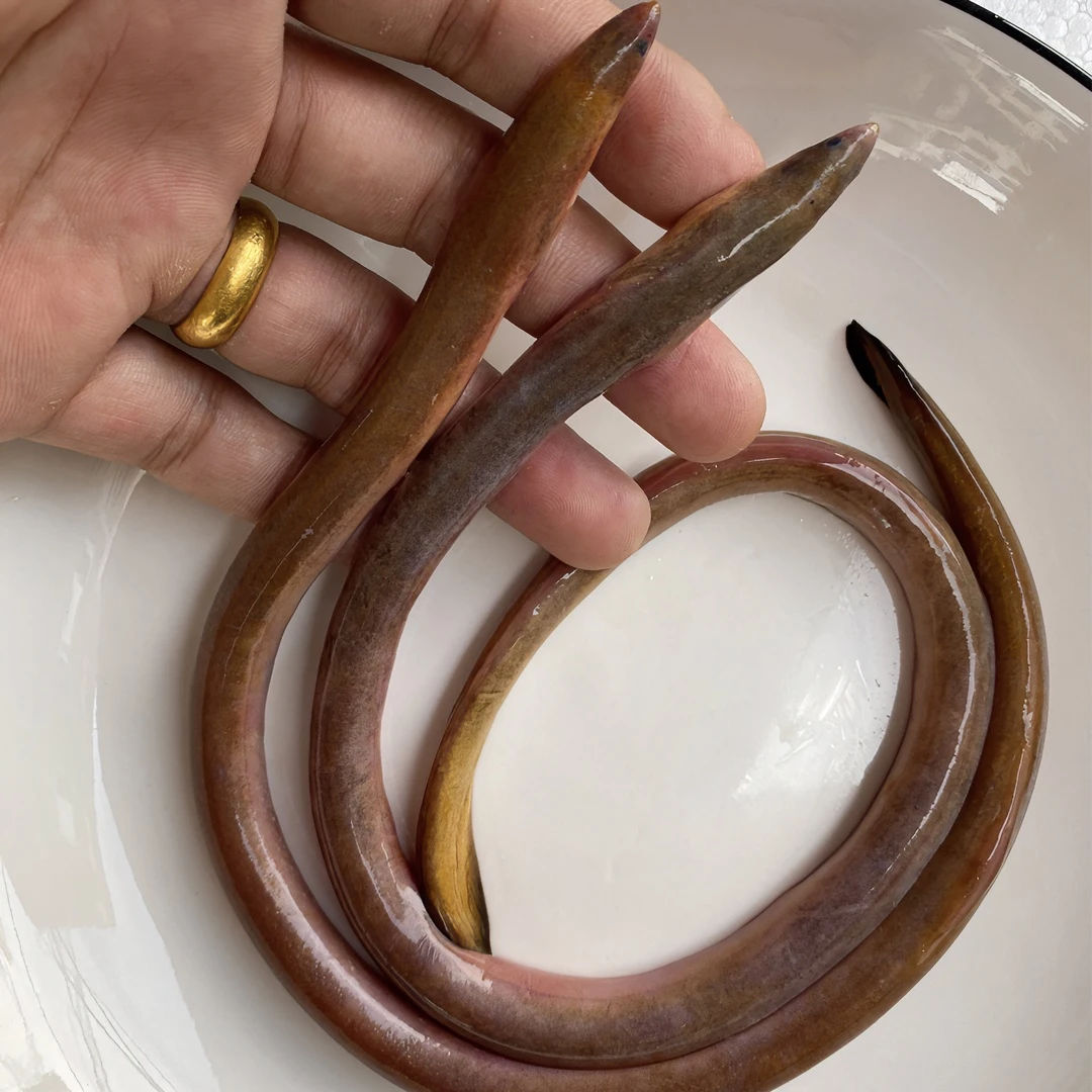 新鲜血鳗 3盒 200g±/盒 血川 血龙 血鳝 海鳗鱼活体速冻海鲜