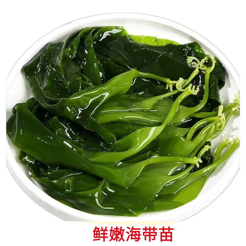 海带苗霞浦海带嫩苗火锅煲汤食材盐渍海苗裙带菜海带芽小海带凉拌