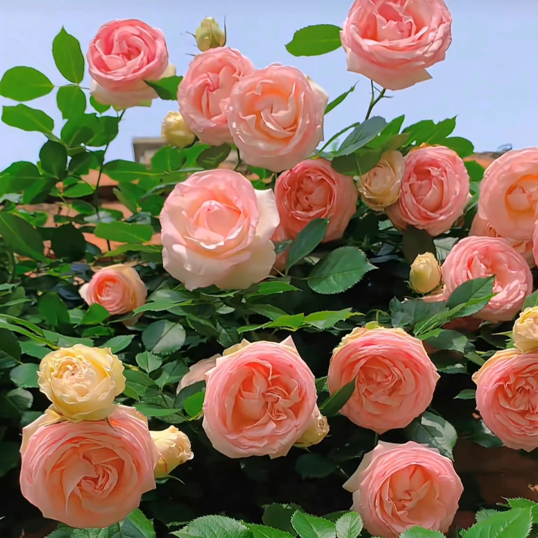 爬藤【粉色龙沙宝石】精品中苗盆栽地栽稀有品种花墙拱门