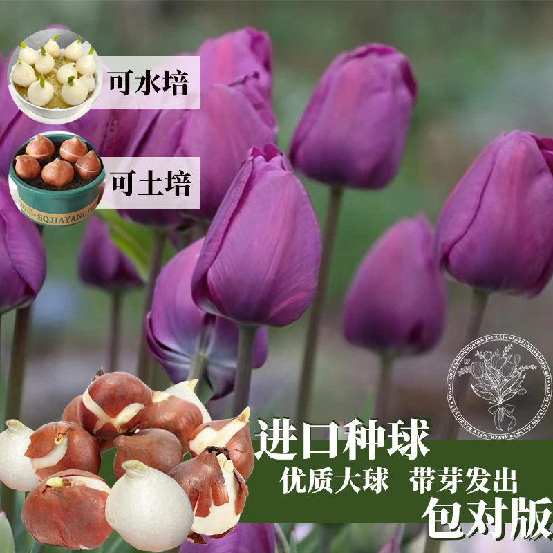 荷兰进口水培郁金香种球现货阳台盆栽地栽球根花卉水培郁金香种球