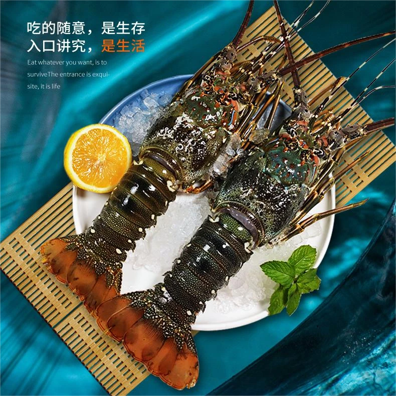 ①活冻小青龙大龙虾生鲜海鲜水产8-15两/只顺丰