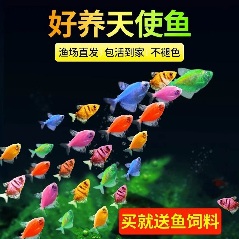 天使鱼精品观赏鱼小型淡水热带鱼好养耐活斑马鱼【4-5公分】大尺寸