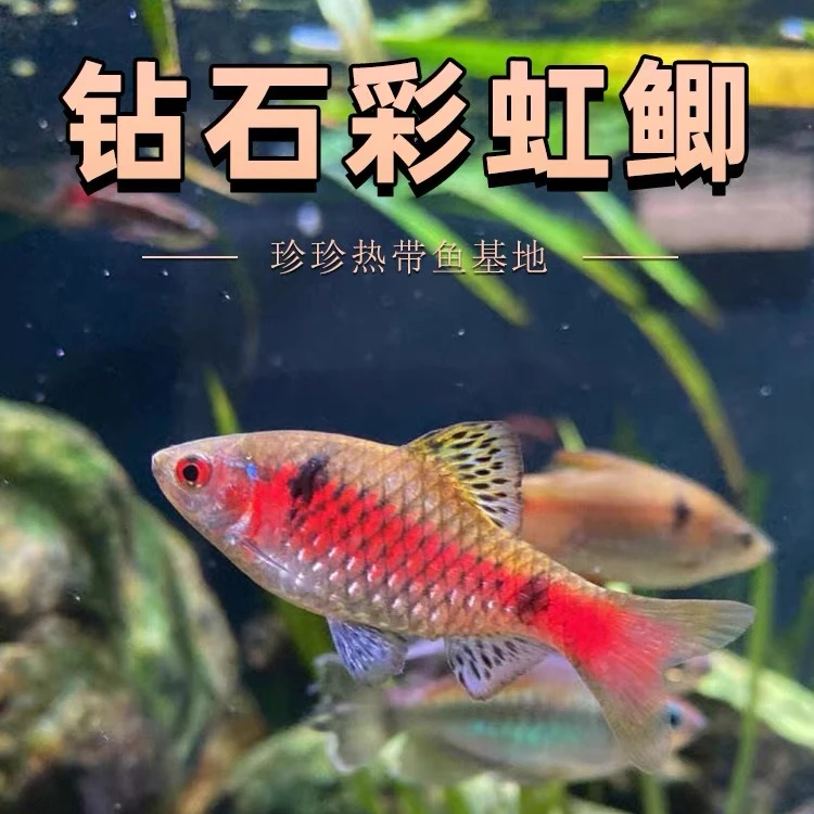 钻石彩虹鲫精品小型观赏鱼耐养耐活活体广温鱼冷水鱼