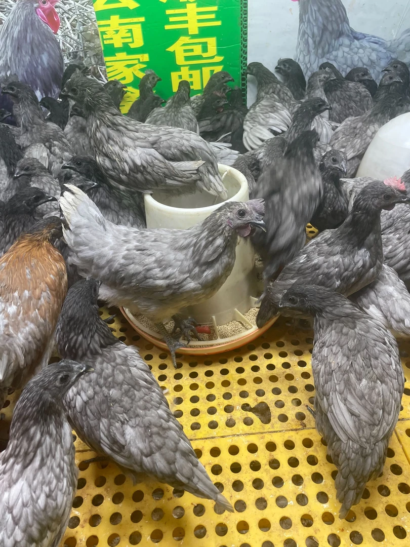 纯种瓦灰鸡 乌骨鸡 好鸡 肉香 好吃