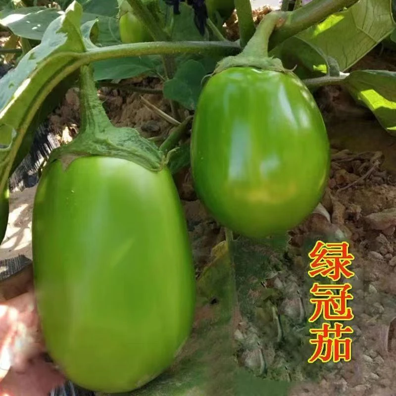 绿冠上市秧苗东北青上市绿皮长茄苗大龙长茄圆茄种子四季蔬菜种籽