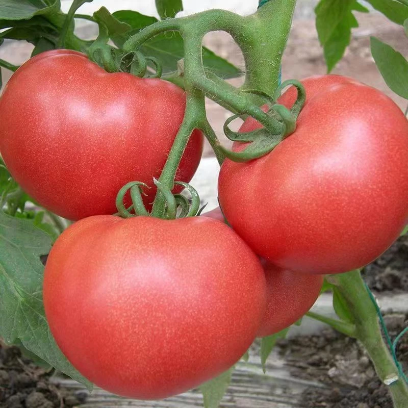 新鲜老品种大粉西红柿苗沙瓤番茄大柿子苗小番茄圣女果千禧苗蔬菜