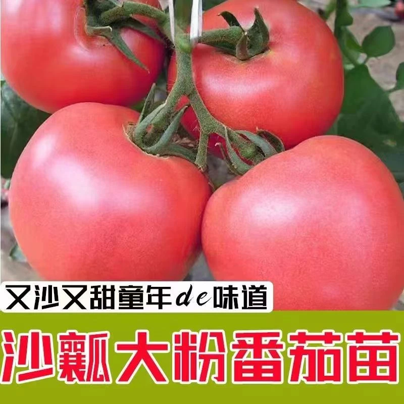 正宗大粉西红柿苗秧带土球毛粉大果番茄种子高产抗病南北方易种苗